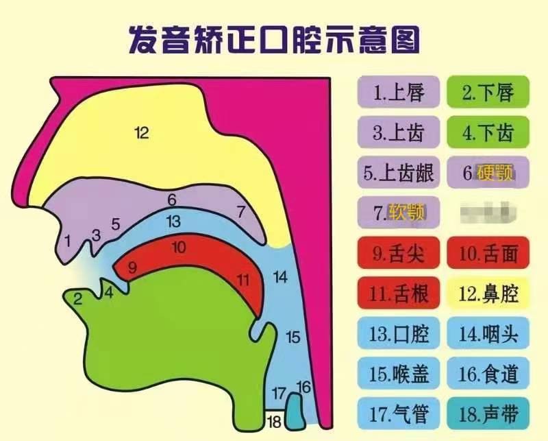 上齿背位置图图片